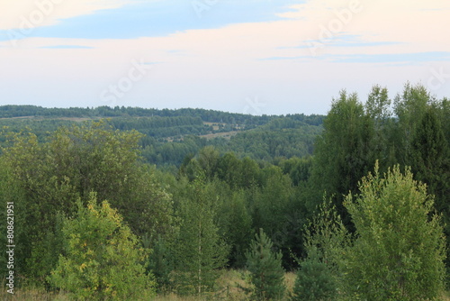 forest in the morning