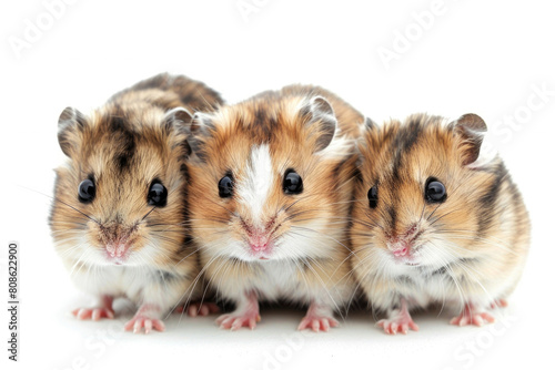 Three hamsters cuddling closely