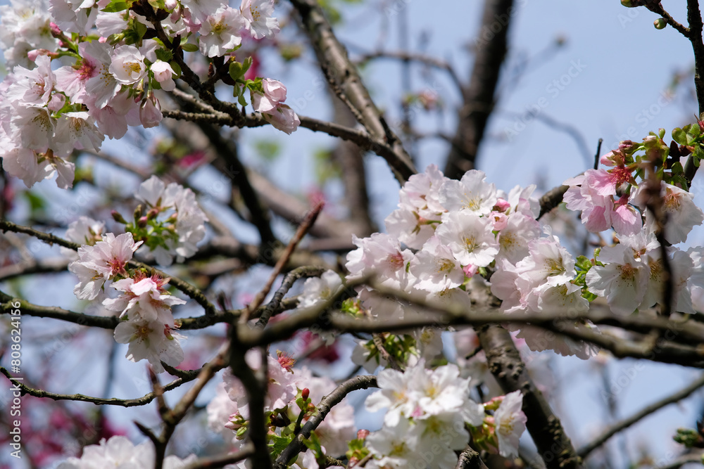 Pink and white petals of cherry blossom tree in Taipei Taiwan. Pink and white petals of cherry blossom tree in Taipei Taiwan.