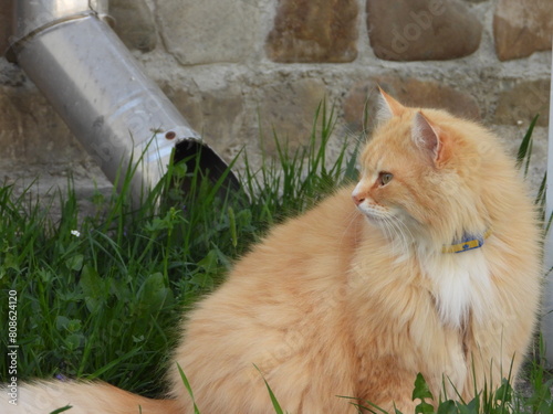 Red big Siberian cat in green grass