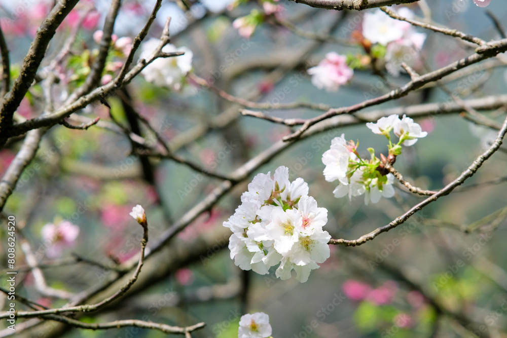 White petals of cherry blossom tree in Taipei Taiwan. White petals of cherry blossom tree in Taipei Taiwan.