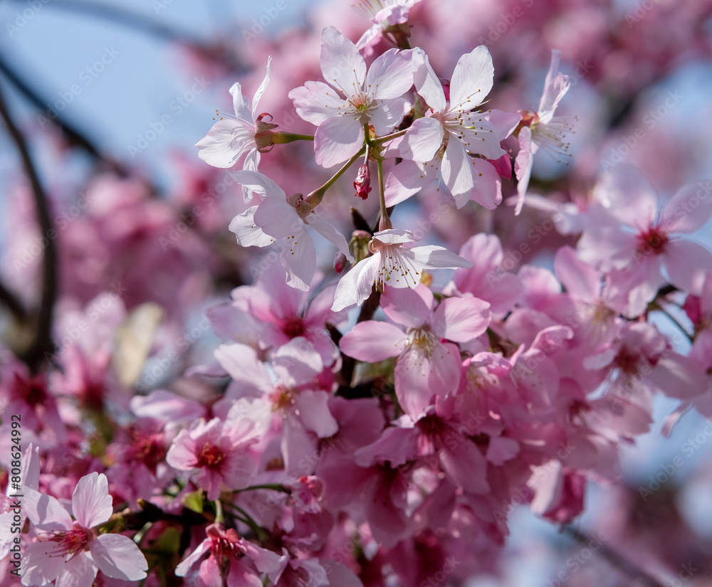 Pink petals of cherry blossom tree in Taipei Taiwan. Pink petals of cherry blossom tree in Taipei Taiwan.