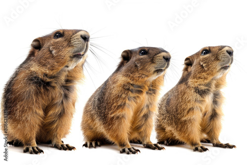 Three marmots, whiskers twitching © Venka
