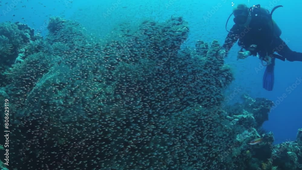 custom made wallpaper toronto digitalA man is diving into the ocean and swimming among a school of fish. The scene is lively and full of movement, with the fish swimming in various directions. Part of Underwater World of Red Sea series.