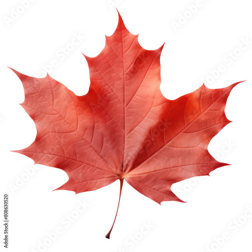 Red maple leaf isolated on transparent background