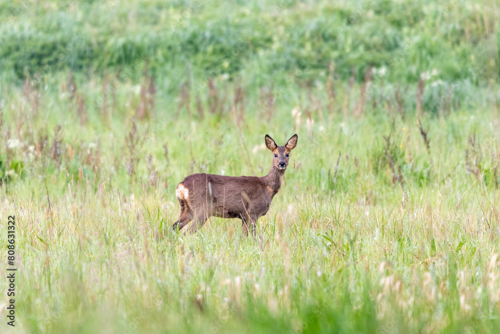 Reh auf einer Wiese Reh auf einer Wiese