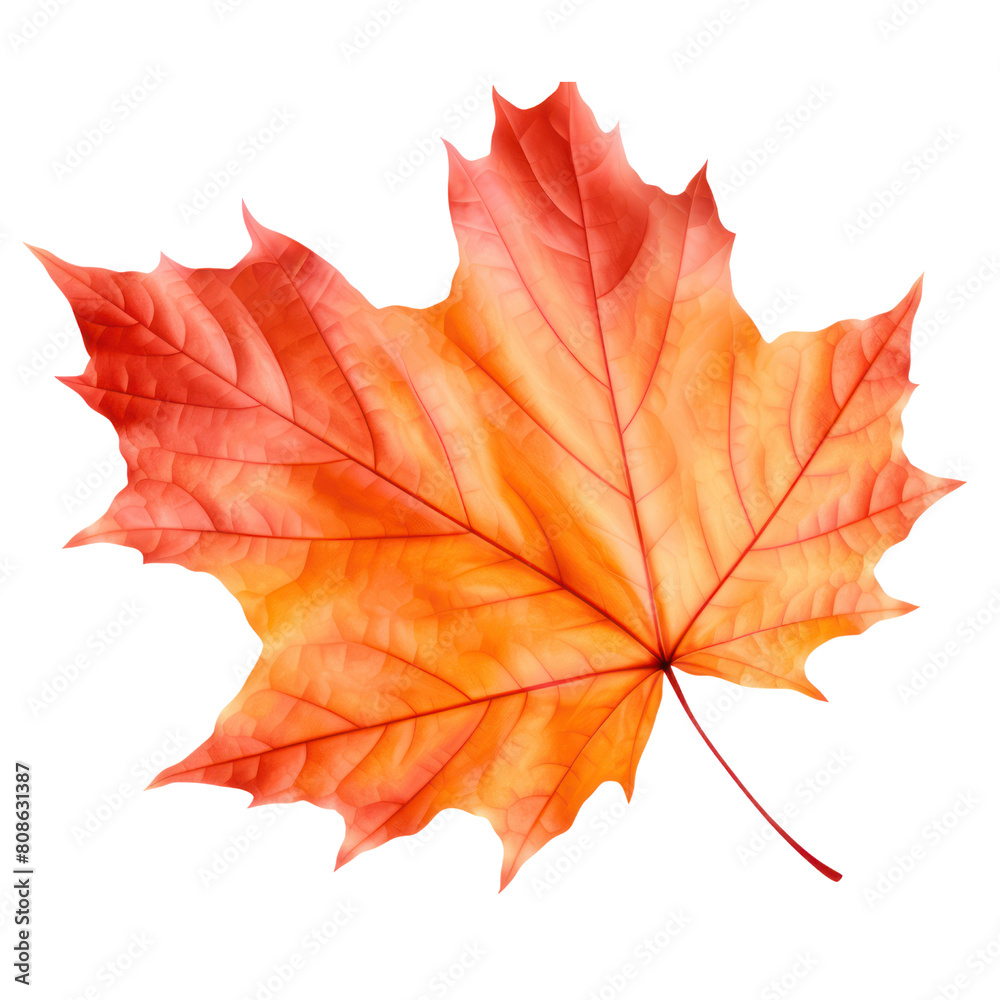 Red maple leaf isolated on transparent background Red maple leaf isolated on transparent background