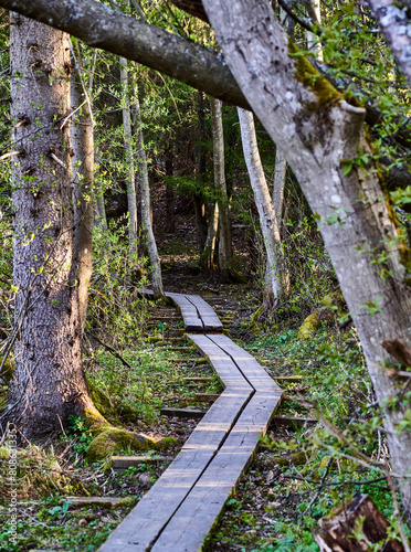 Wooden path in the forest