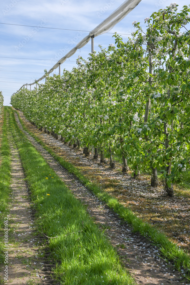 Plantations of apple tree in the spring during the flowering period