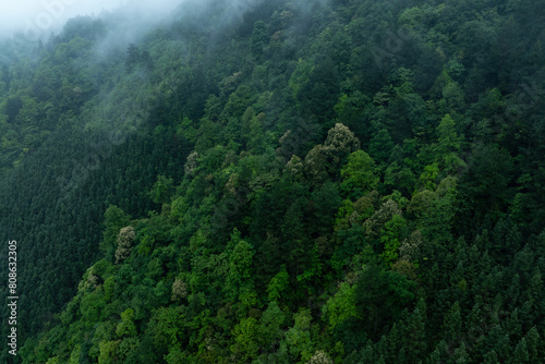 Aerial view of green forest landscape