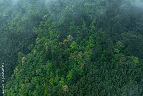 Aerial view of green forest landscape