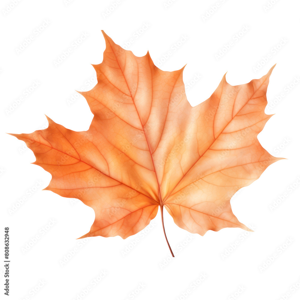 Obraz premium An illustration of a red maple leaf, with veins and stem.