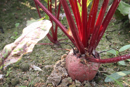 Beetroot plant on farm for harvest photo