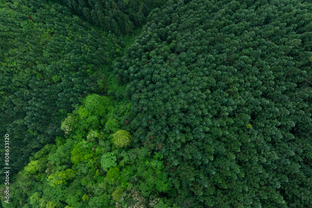 Aerial view of green forest landscape