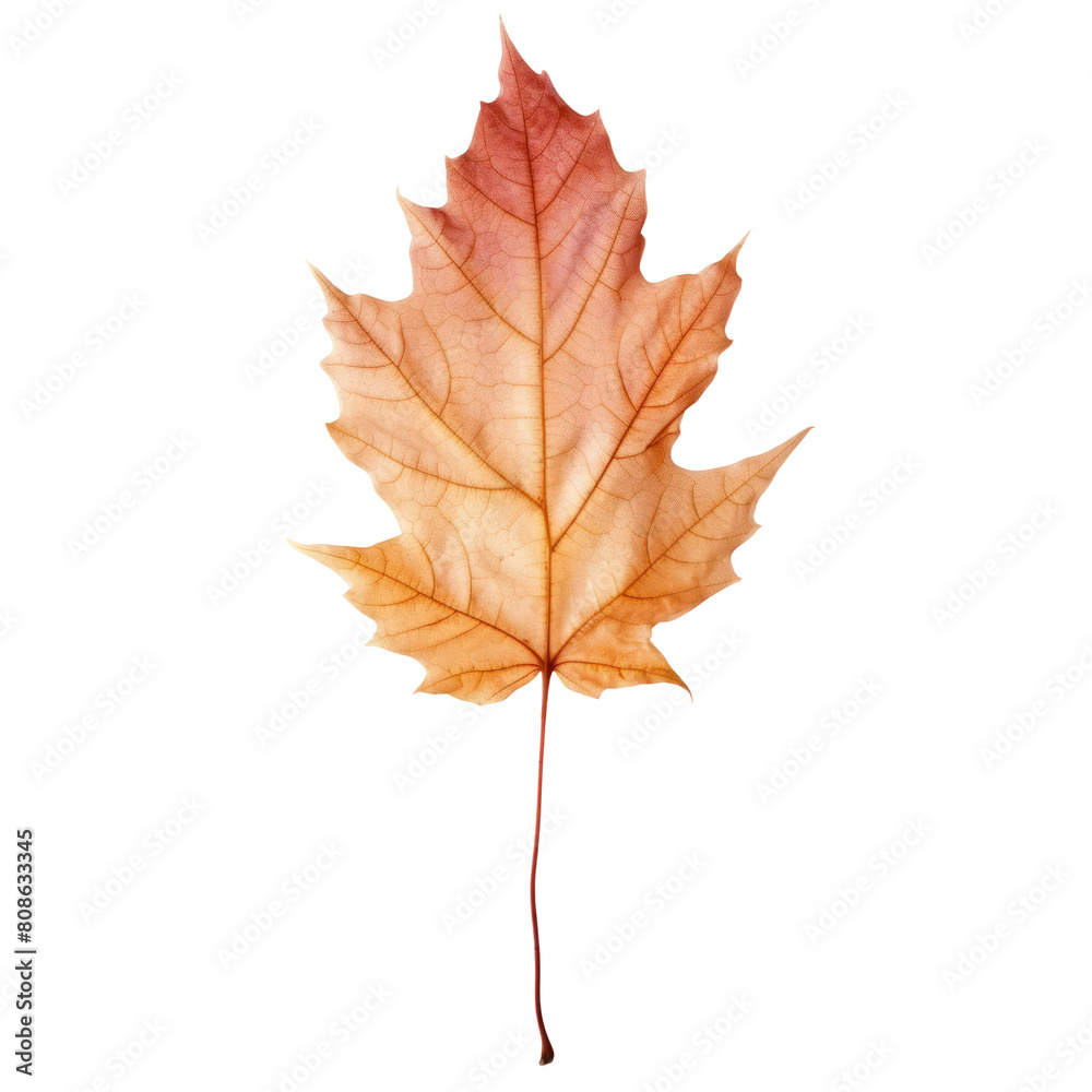 Orange autumn maple leaf isolated on transparent background. Orange autumn maple leaf isolated on transparent background.