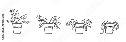 Stages of withering, a wilted plant in a pot, abandoned houseplant without watering and care
