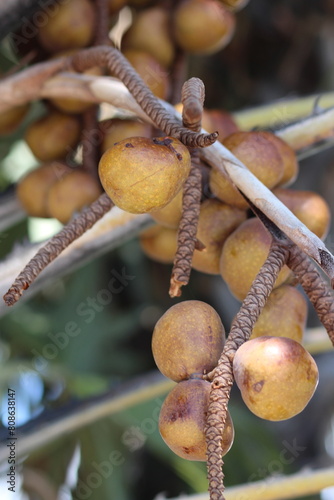 Cluster of Parinari curatellifolia fruits on a tree branch photo