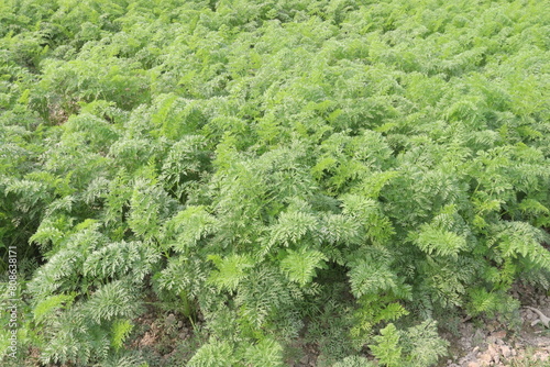 carrot farm for harvest are cash crops