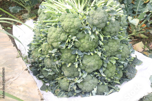 Broccoli on farm for harvest
