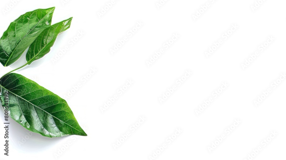 Green leaves on white background with copy space. Green leaves on white background with copy space.