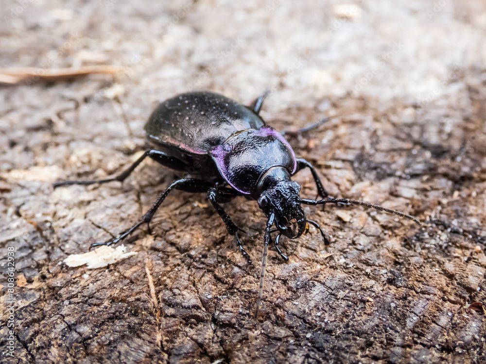 Macro of the Bronze ground beetle or bronze carabid (Carabus nemoralis) - a large, black ground beetle with coppery sheen and the edges of its elytra iridescent purple Macro of the Bronze ground beetle or bronze carabid (Carabus nemoralis) - a large, black ground beetle with coppery sheen and the edges of its elytra iridescent purple