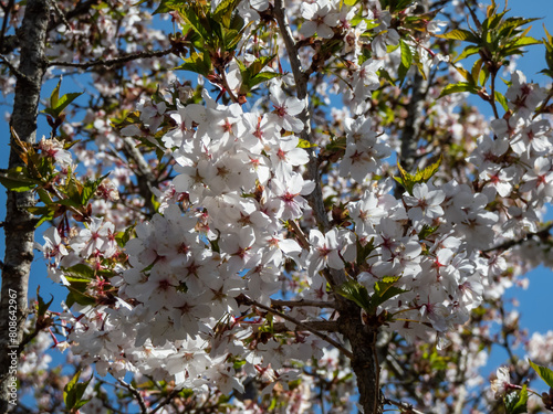 Close-up shot of the pure white blossoms with yellowish stamens of the wild, sweet, gean or bird cherry (prunus avium) in bright sunlight in spring photo