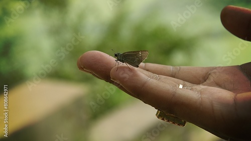 fly on a hand photo