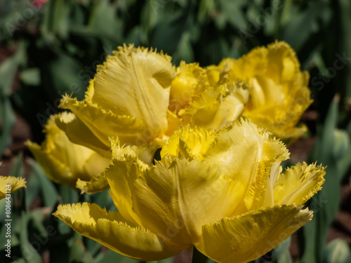 Tulip  Exotic sun  with strap-like  grey-green leaves blooming with fringed  deep-yellow  double flowers in garden
