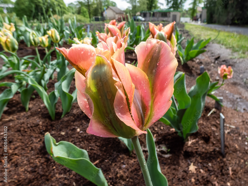 Φωτογραφία Award-winning, unusual Tulip 'Artist' blooming with amazing golden-orange flower