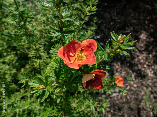 Shrubby Cinquefoil (Pentaphylloides or Potentilla fruticosa) 'Red robin' with small leaves composed of five leaflets and red flowers, pale yellow on the reverse, in summer and autumn