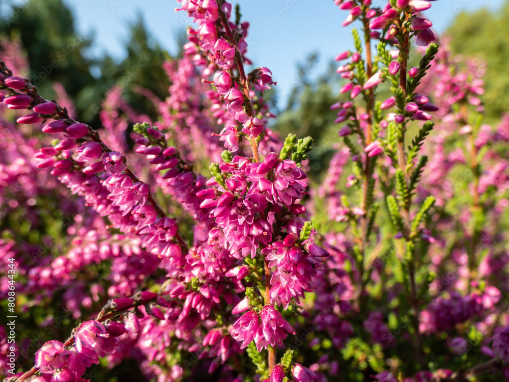 Obraz premium Macro of beautiful reddish - purple flowers of Calluna vulgaris 'Carmen' in bright sunlight in the garden in autumn. Floral background