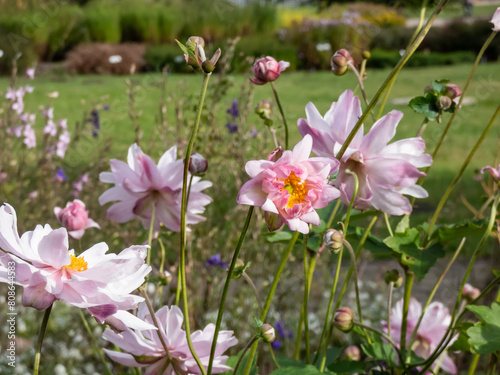 Beautiful and attractive, clear light pink flowers with relatively unruly narrow petals and yellow centres of Anemone 'Montrose' flowering in summer and autumn