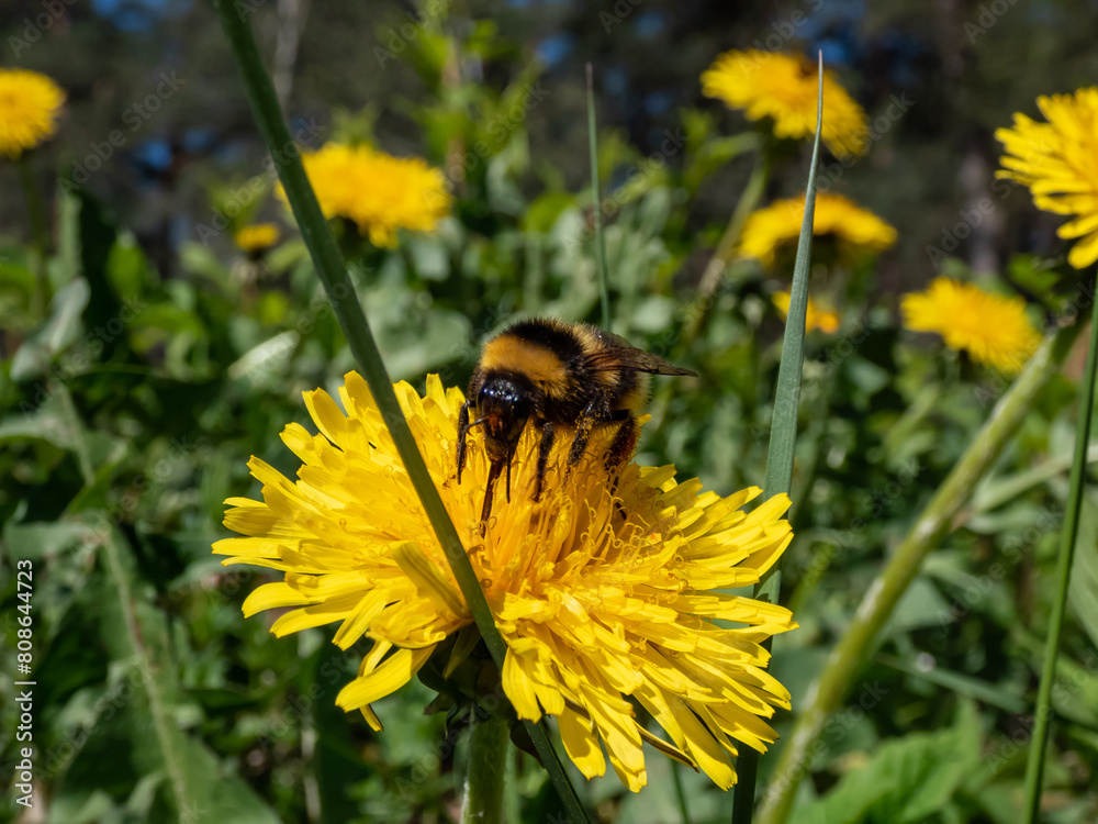 Φωτογραφία Macro of a bumblebee (Bombus) on a bright yellow dandelion (Lion's tooth) flower