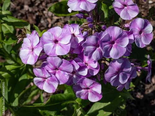 Garden Phlox (Phlox paniculata) 'Wanadis' growing and flowering with pale cobalt violet colored flowers, darker spots, carmine purple eyes