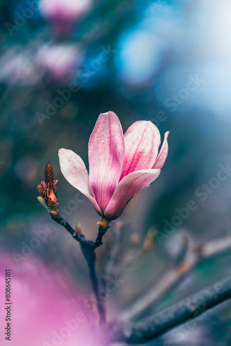 Macro of blooming magnolia flowers in pink color. Shallow depth of field. Warm dreamy light in the background. Beautiful and romantic color with details on the blossom