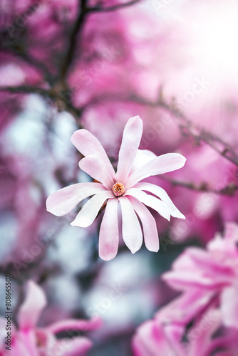 Macro of blooming magnolia flowers in pink color. Shallow depth of field. Warm dreamy light in the background. Beautiful and romantic color with details on the blossom (ID: 808645507)