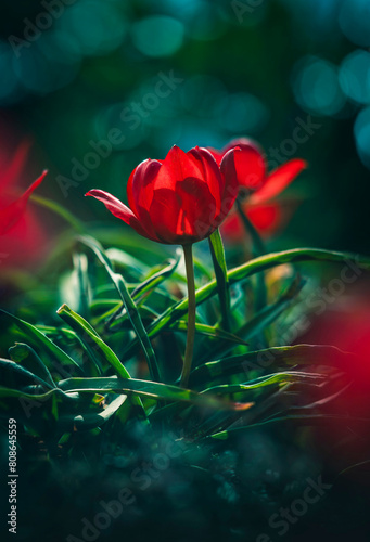 Macro of a single isolated red tulip flower against a soft, blurred dark background with bokeh bubbles and sunshine. Backlit petals (ID: 808645559)