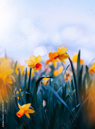 Foto Macro of two yellow and orange daffodil flowers against pastel blurred bokeh background
