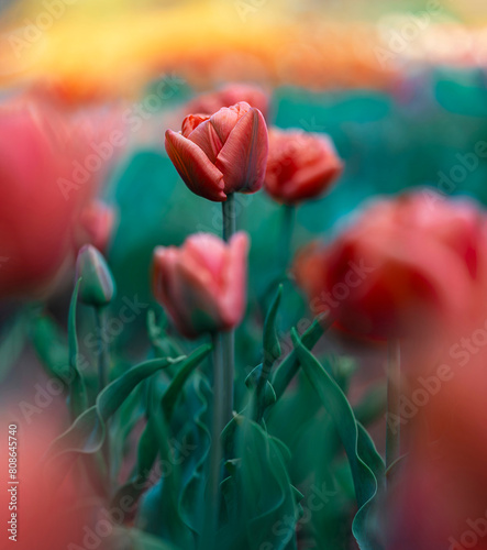 Macro of a single isolated red tulip flower against a soft, blurred green background with bokeh bubbles and sunshine (ID: 808645740)