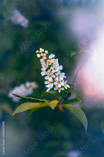 Macro of blooming bird cherry flowers in white color. Shallow depth of field. Warm dreamy light in the background. Beautiful and romantic color with details on the blossom (ID: 808645945)