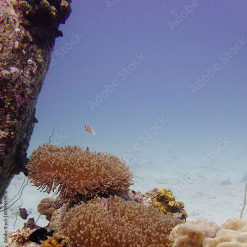 Underwater scene of peach coloured sea anemones perched on a coral reef and surrounded by coral, rocks, pink skunk clownfish and black damselfish, against a hazy blue background.