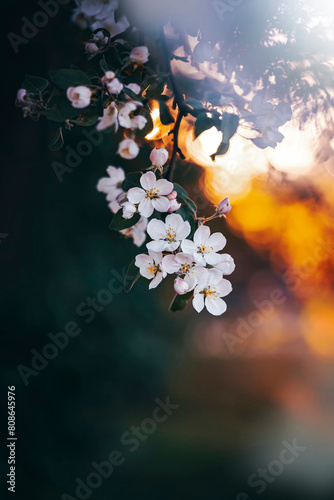 Macro of blooming apple flowers in white color. Shallow depth of field. Warm dreamy golden hour light in the background. Beautiful and romantic color with details on the blossom (ID: 808645976)