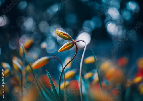 Close up of two yellow wild tulip flowers intertwined against a dark and moody background with bokeh bubbles (ID: 808645982)