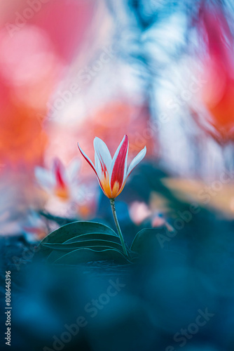 Macro of a single isolated white and red tulip flower against a soft, blurred dreamy background with bokeh bubbles and sunshine (ID: 808646396)