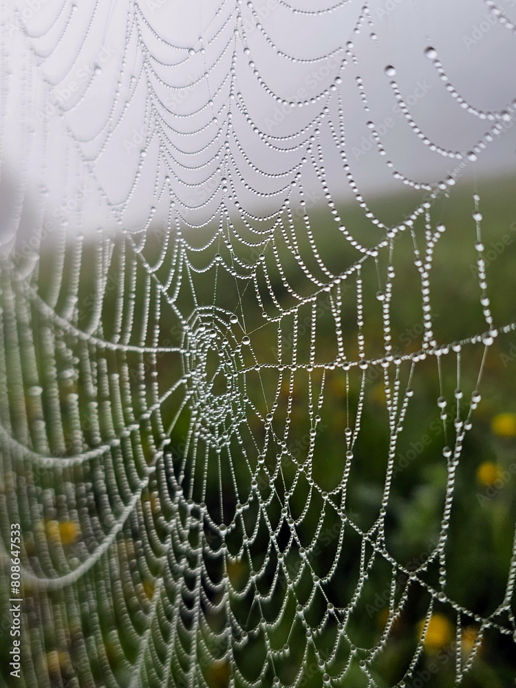 Tau-bedecktes Spinnennetz im Morgenlicht