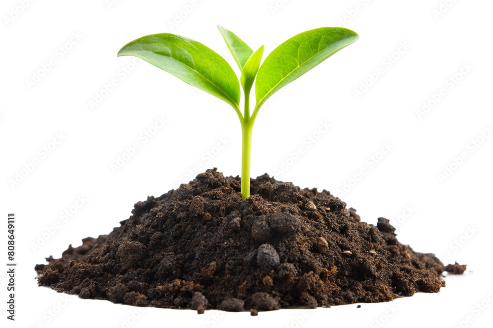 Young green plant growing out of black soil, cut out Young green plant growing out of black soil, cut out