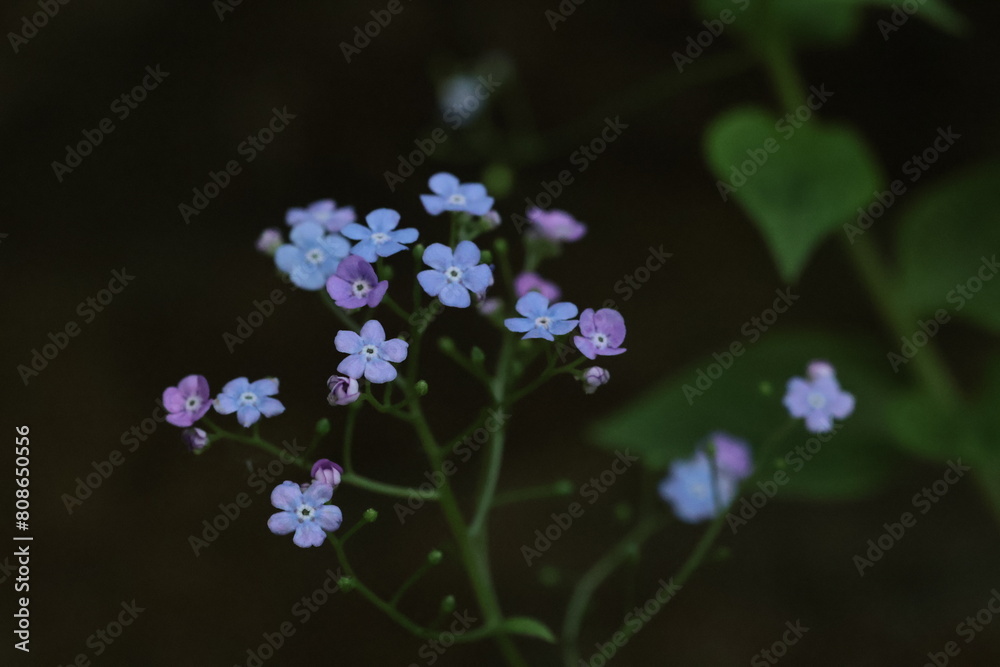 forget-me-nots on dark background close up forget-me-nots on dark background close up
