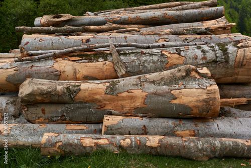 Large stack of timber in the forest