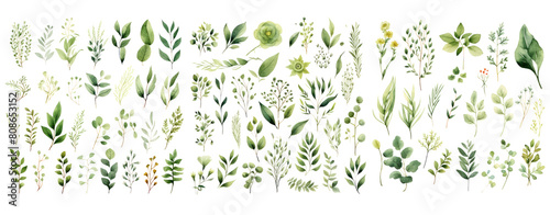 Wallpaper Mural Greenery leaves stem watercolor clip art transparent background. Torontodigital.ca