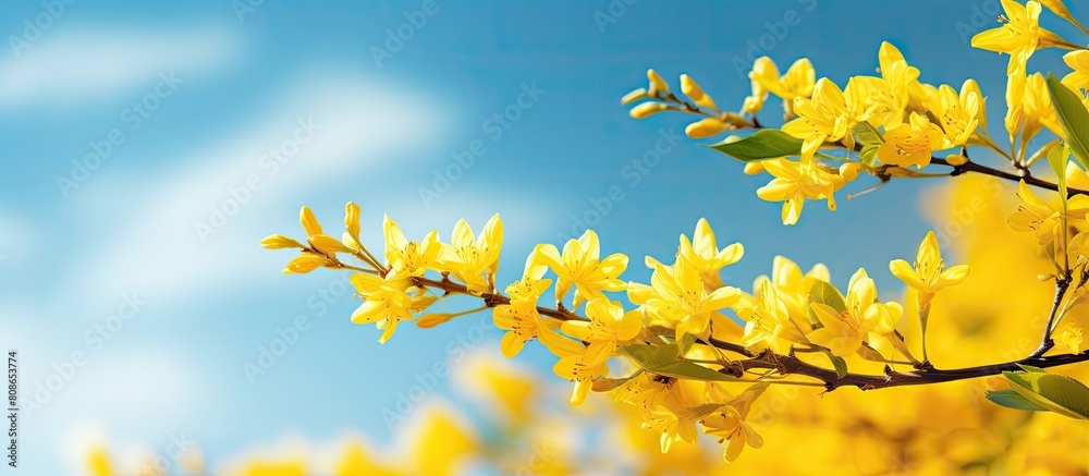 A vibrant forsythia shrub with yellow blossoms stands out against the clear blue sky on a sunny spring day presenting a stunning yellow flower background with plenty of copy space